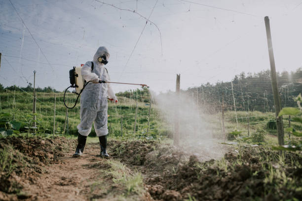 Best Ant Control Services  in East Bernard, TX