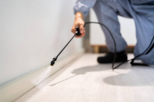 Best Wasp Removal Services  in East Bernard, TX